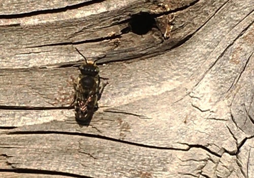 Exploring the Habitats of Solitary Bees