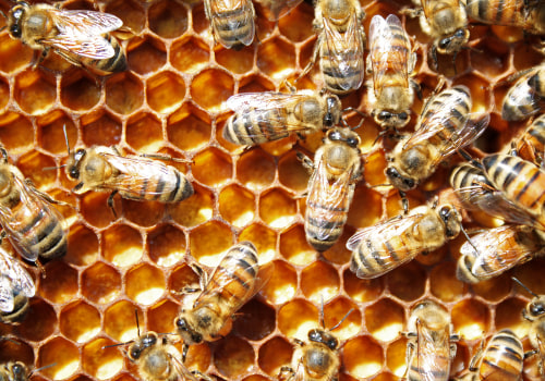 Chemical Extermination of Bees - An Overview