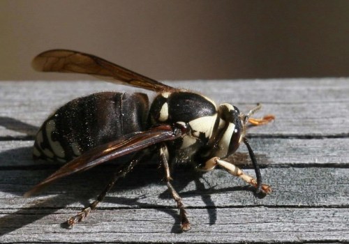 All About Bald-Faced Hornets