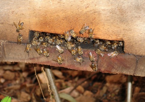 Netting to deter bees