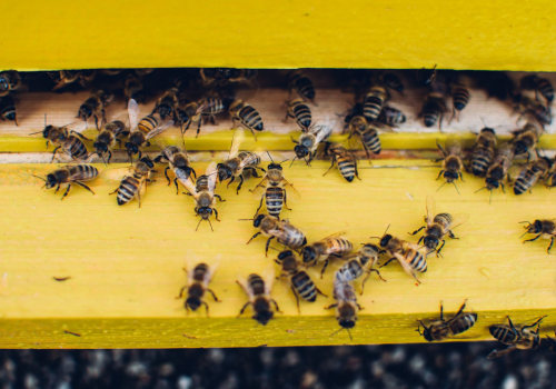 Identifying Bee Infestations Early: Tips for Extermination