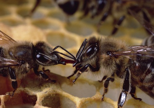 Physical Control of Bees