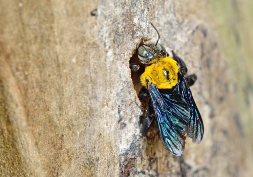 Habitats of Carpenter Bees