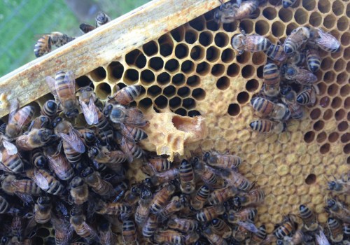 How long will a bee colony stay in one place?