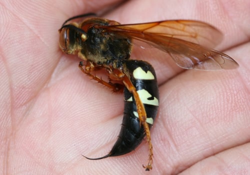 Exploring the Habitats of Bald-Faced Hornets
