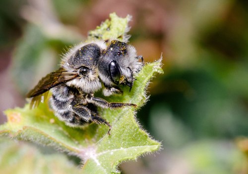 The Colors of Bees: An Identification Guide