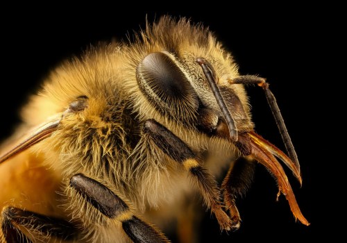 Physical Extermination of Bees