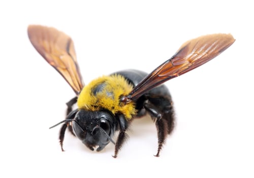 Carpenter Bees: Identification and Types