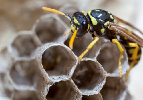 Habitats of Paper Wasps: All You Need to Know