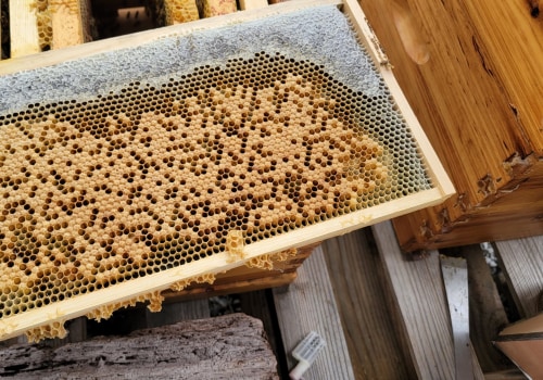 How long does a hive of bees last?