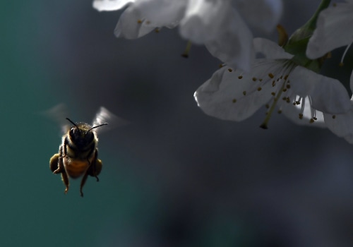 Avoiding Sudden Movements Near Bees