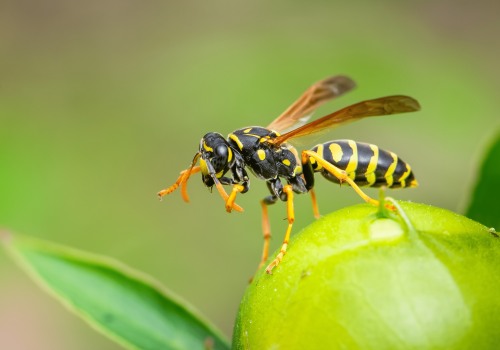 Understanding the Size and Shape of Wasps