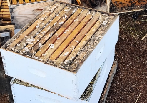 Cleanup After Bee Removal: Tips & Advice