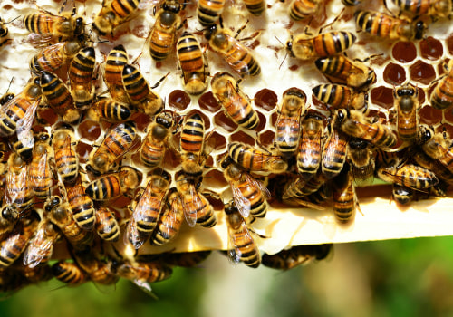 Preparing for Bee Removal: Tips and Strategies