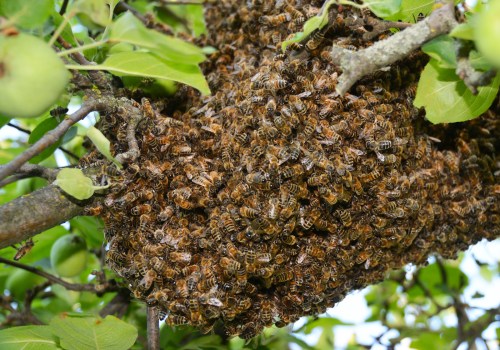 Using Multiple Extermination Methods to Combat Bee Infestations