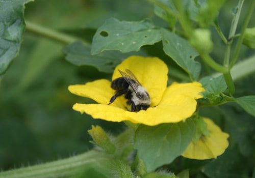 Removing Flowering Plants to Eliminate Bee Food Sources