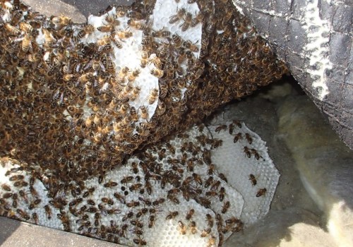 Vacuuming Bees: A Comprehensive Overview
