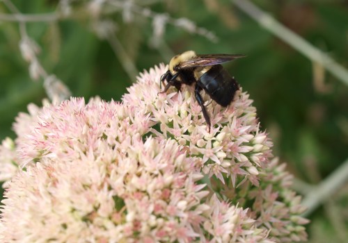 Herbs to Deter Bees: A Natural Approach