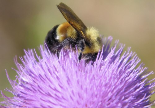 Everything You Need to Know About Bumble Bees