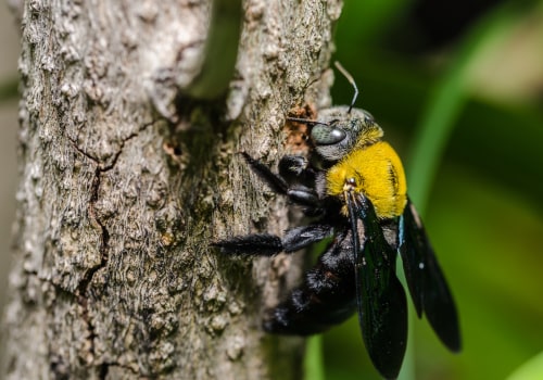 Fencing to Deter Bees: Everything You Need to Know