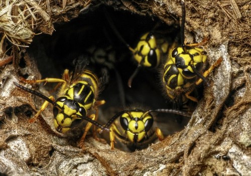 An Overview of Yellow Jacket Habitats