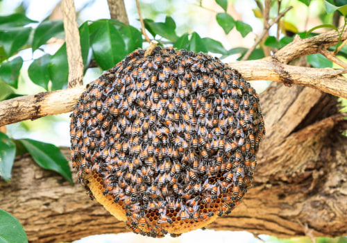 Habitats of Honey Bees