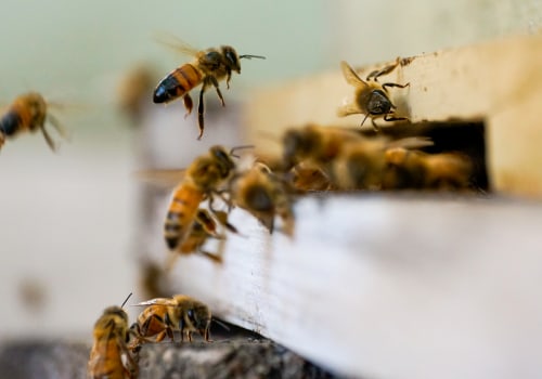 Behavior of Bees: An Overview