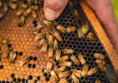 How long can a queen bee live in a house?